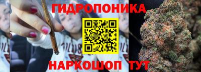 индика Кингисепп